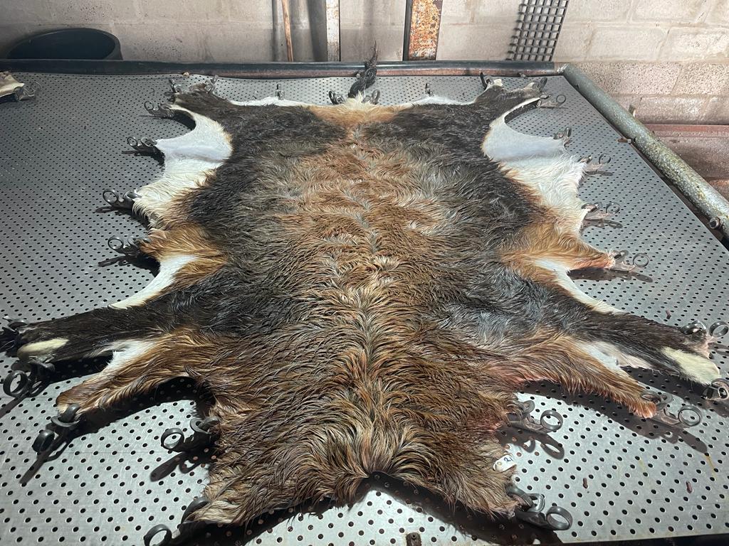 Cape Game Skin Tannery drying