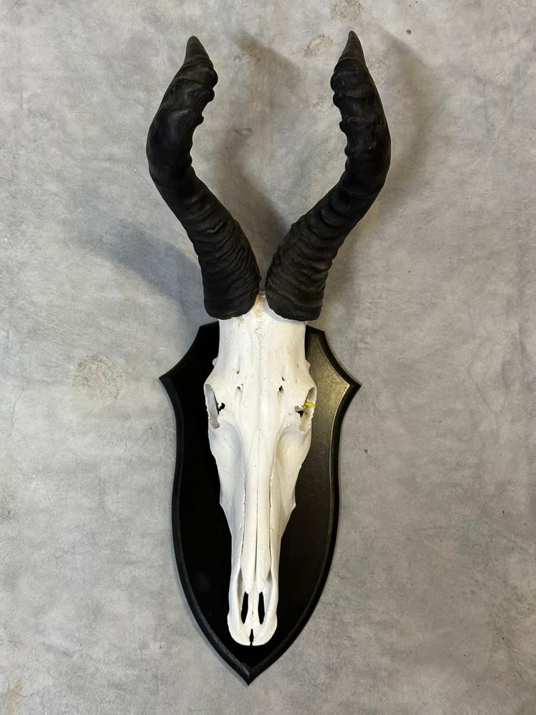 Cape Game Skin Tannery Skull Mounts Rooihartebees