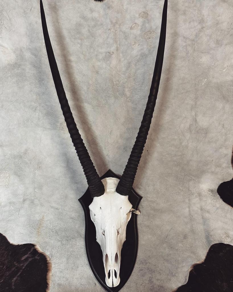 Cape Game Skin Tannery Skull Mount Gemsbok