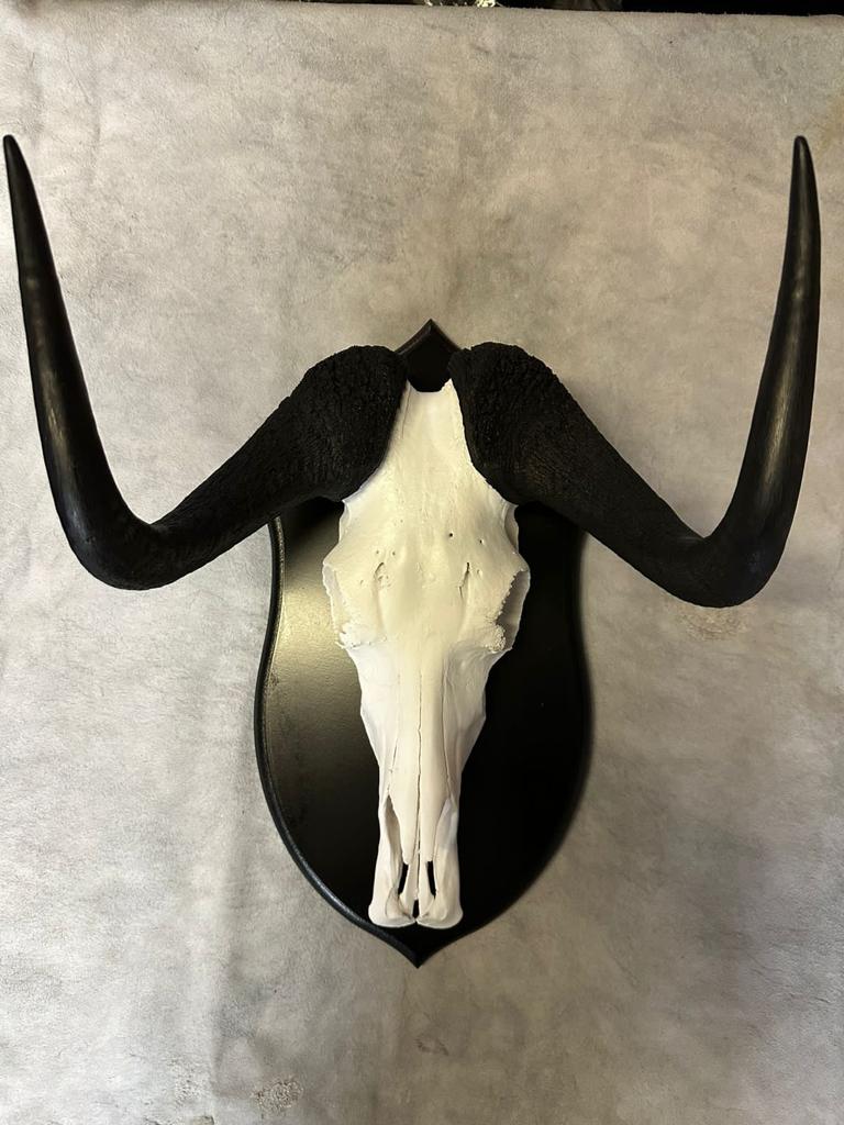 Cape Game Skin Tannery Skull Mount Swart Wildebeest