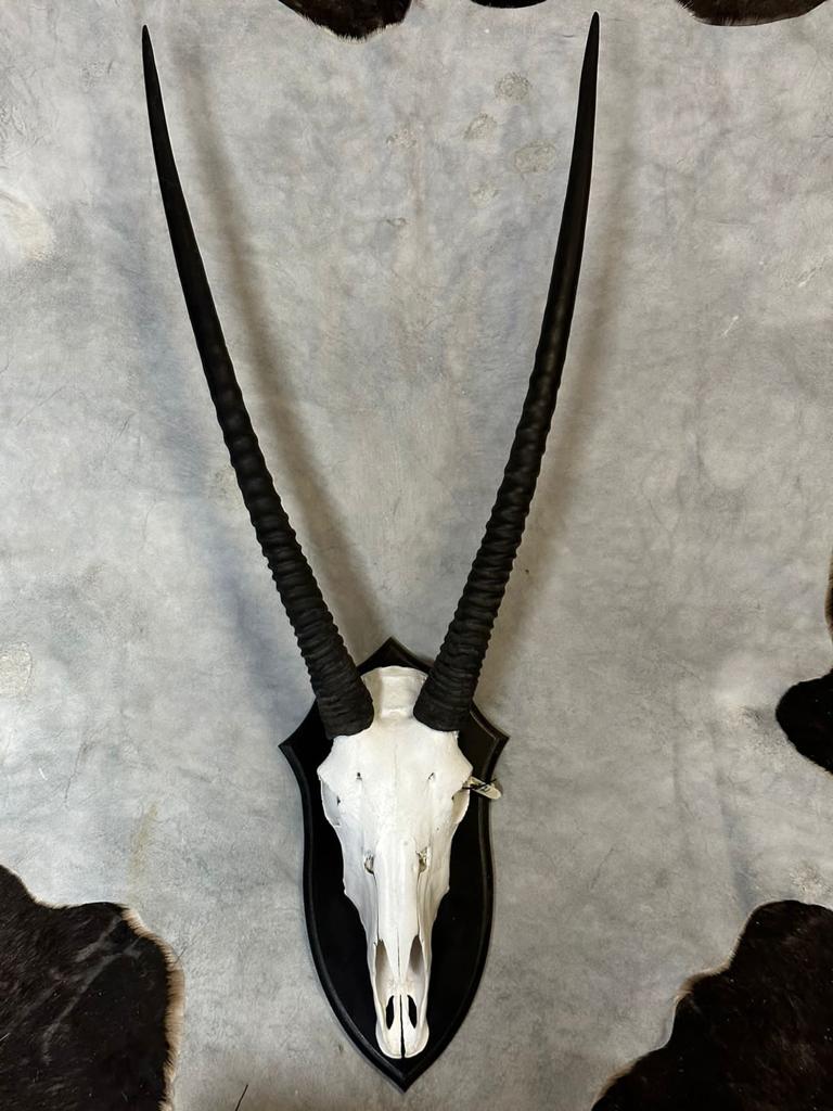 Cape Game Skin Tannery Skull Mount Gemsbok
